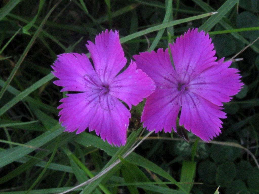 Dianthus seguieri? S�